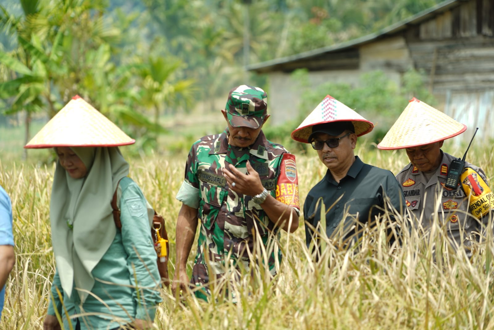 Bupati Solok Selatan H Khairunas hadiri kegiatan Sekolah Lapang Budidaya Padi Sawah dengan sistem mulsa jerami tanpa olah tanah 